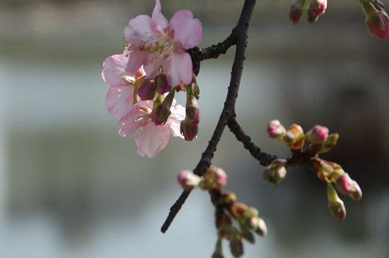 钟花樱的特点