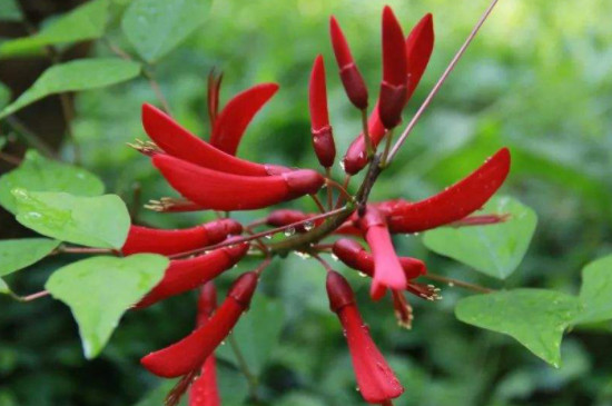 龙牙花和刺桐区别