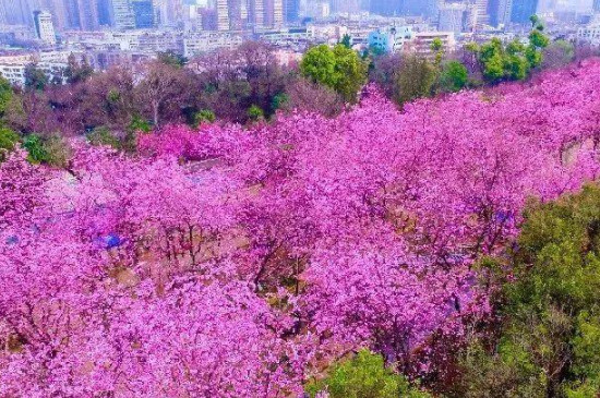 昆明樱花几月份开花