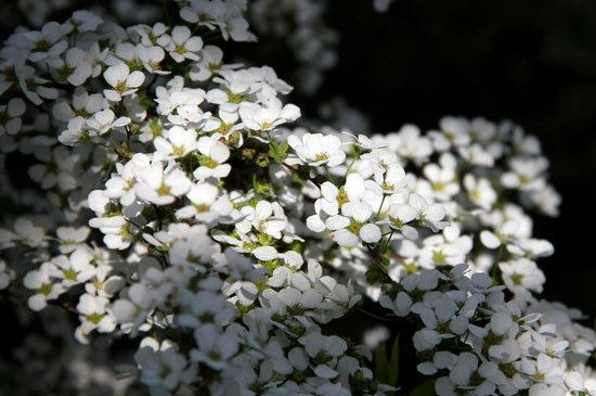 干支雪柳开花后还能养么