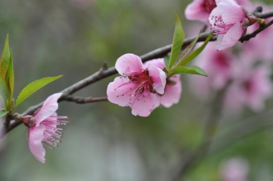 桃花枝条怎么养