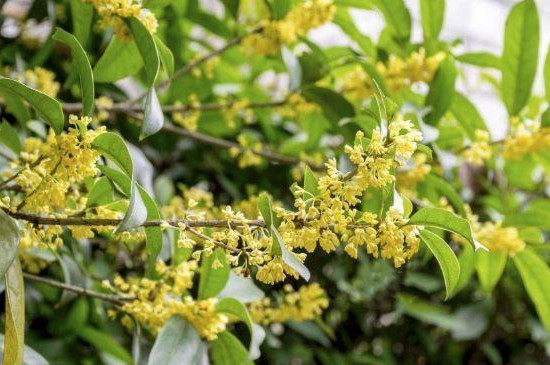 桂花树枯死抢救办法