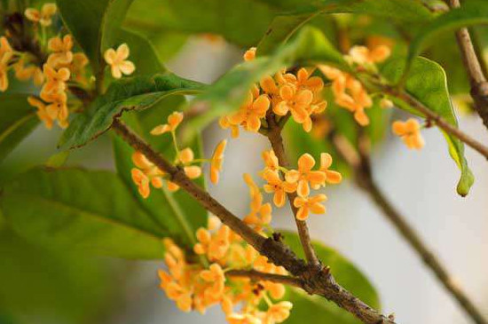 桂花树枯死抢救办法