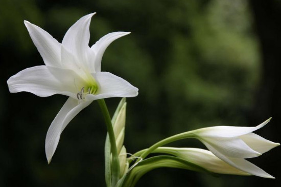 百合花花蕊黄怎么清洗