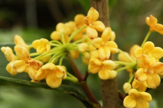 桂花树结果是怎么回事