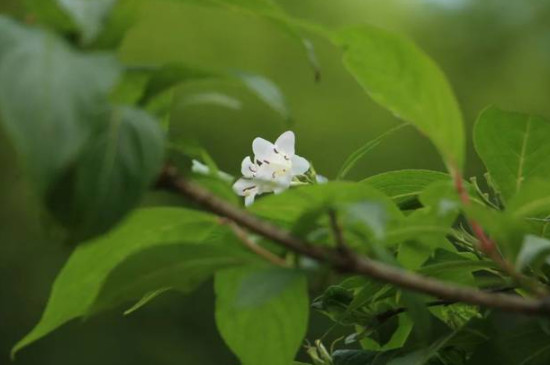 杜鹃花开败后如何管理