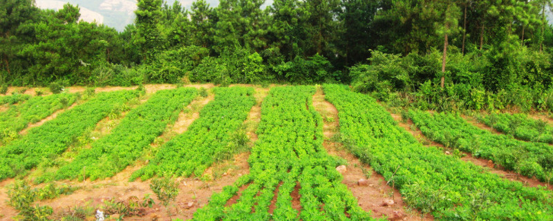 花生苗怎么种植方法