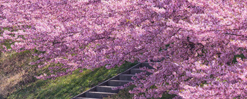 樱花花语及寓意