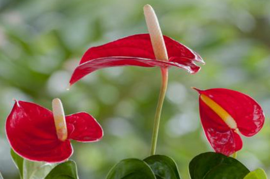 红掌花有毒吗?家里能养吗