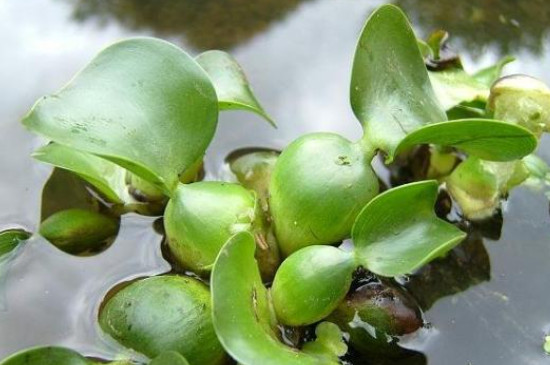 水葫芦黄叶烂叶怎么办