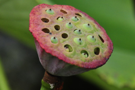 莲蓬的花语和寓意