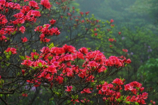 夏季杜鹃花干枯掉叶怎么办