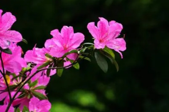 盆栽杜鹃花夏天怎么养