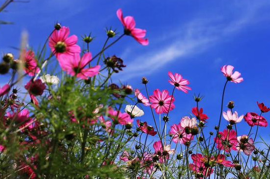 格桑花寓意