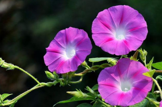 牵牛花花语什么意思