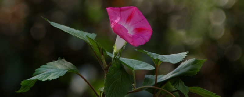 牵牛花花语什么意思