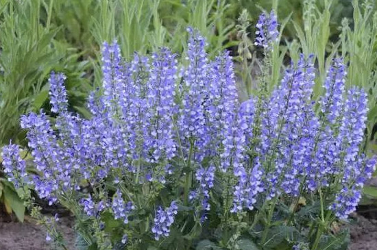 鼠尾草花语