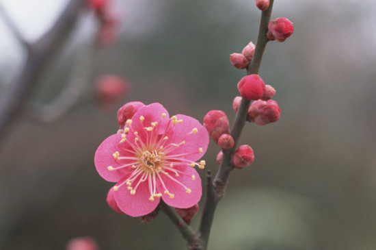 梅花的特点和象征