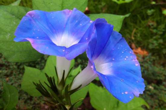 蓝色牵牛花的花语和寓意