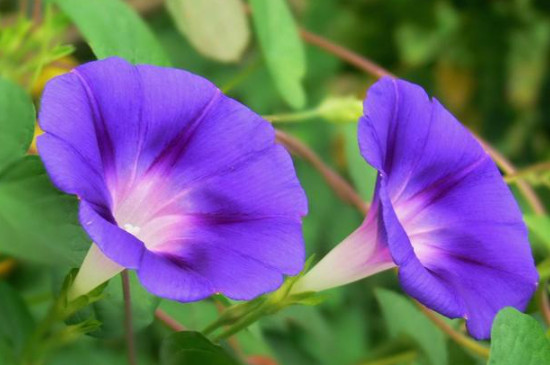 牵牛花是什么花