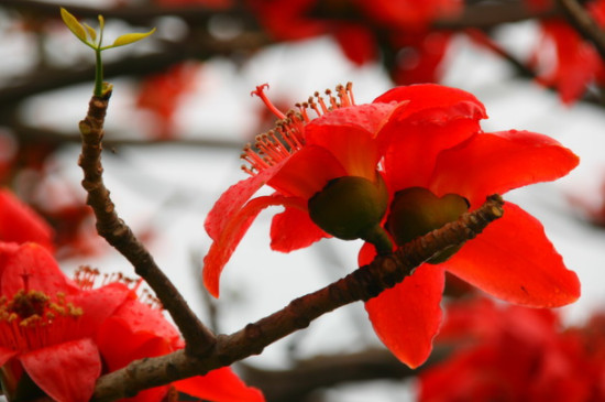 木棉花象征什么