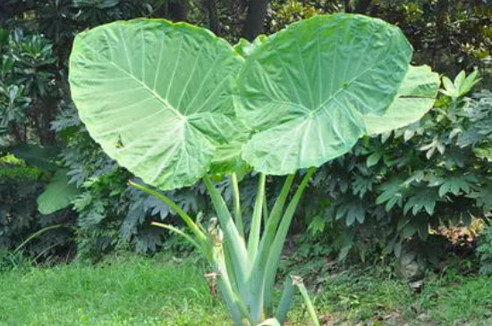 滴水观音植物能放在家里吗