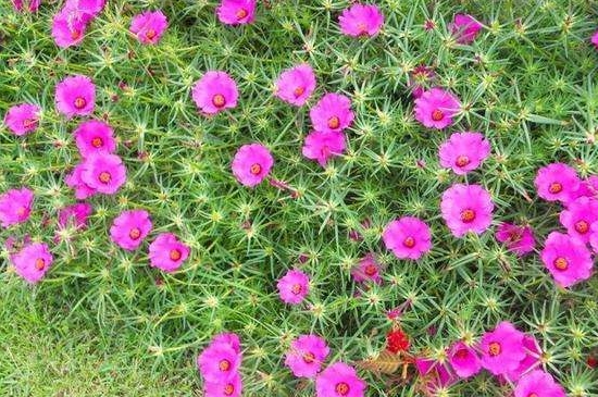 宿根太阳花冻死了还会发芽吗