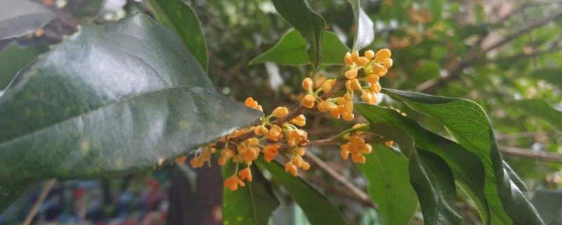 柳叶银桂花的特点