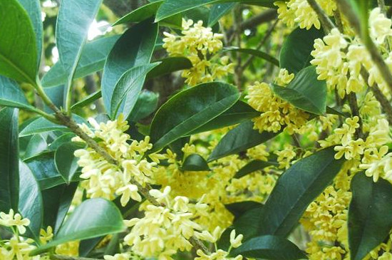 桂花怕冻吗冬天