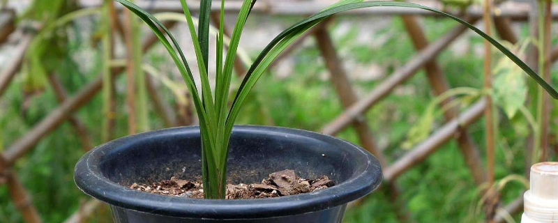 兰花蚧壳虫怎样彻底消灭