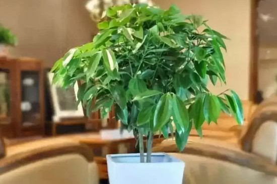 十大客厅风水植物