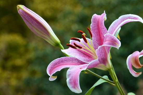 百合花能放在卧室吗