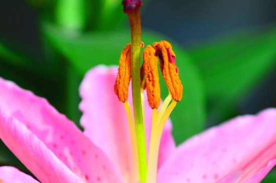 百合花剪掉花蕊指的是哪部分