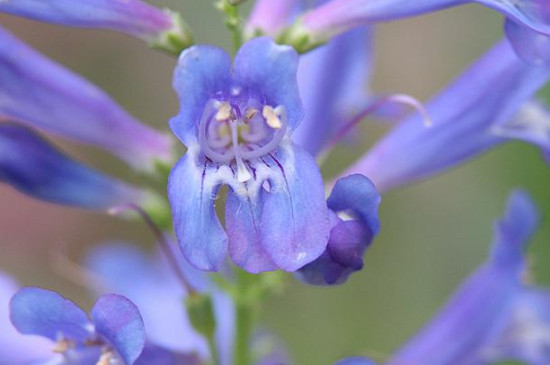 钓钟柳的花期