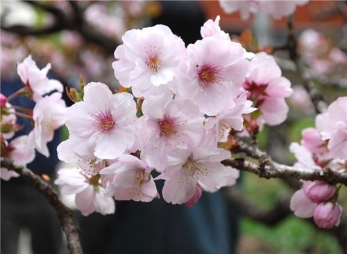 樱花的花语