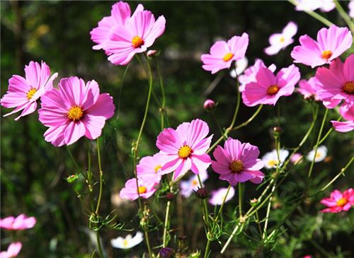 格桑花花语