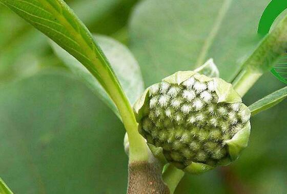 绿萝花多少钱一斤，几十到两百之间(野生比人工贵一倍)