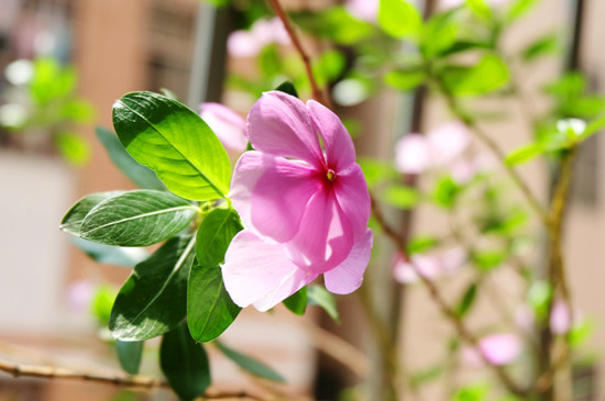 长春花夏天怎么养