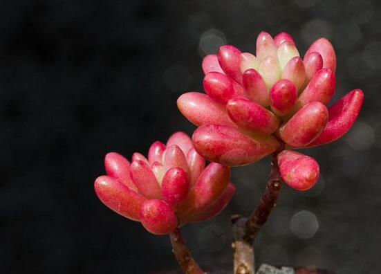 多肉植物虹之玉怎么养，虹之玉的养护技巧与繁殖方法