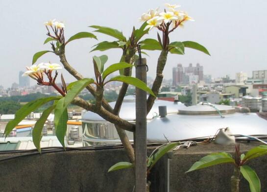 鸡蛋花树北方怎样种植，鸡蛋花树在北方的养护技巧