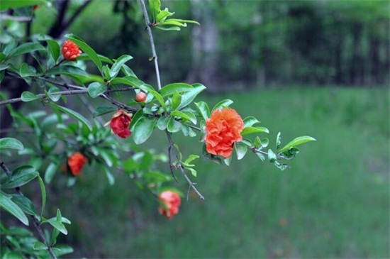 石榴花什么季节开花