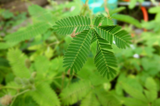 含羞草怎么浇水