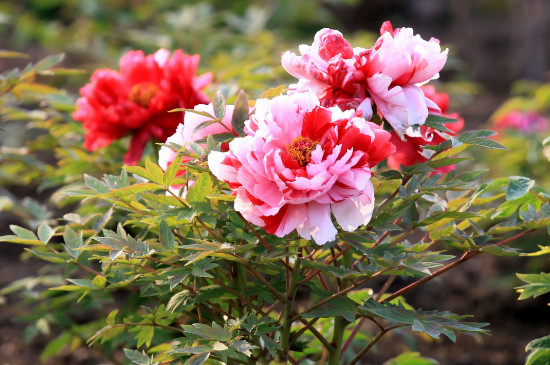 四季牡丹花是扶桑花吗