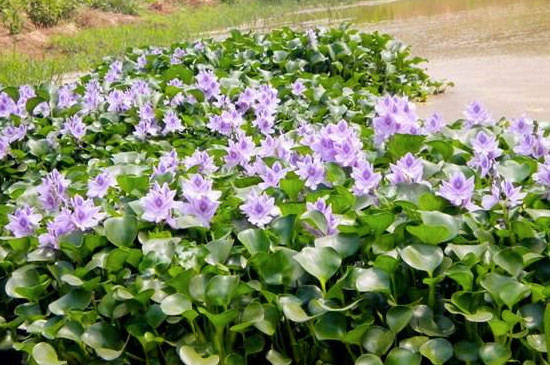 水葫芦怎么养能开花