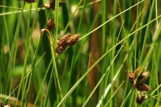 野荸荠用什么药打