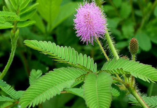 含羞草怎么移到花盆里，4个步骤教你移栽