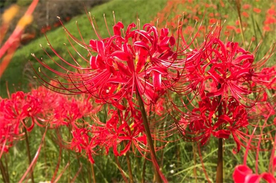 彼岸花种了会倒霉吗