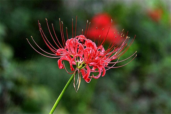 花不见叶叶不见花是什么花