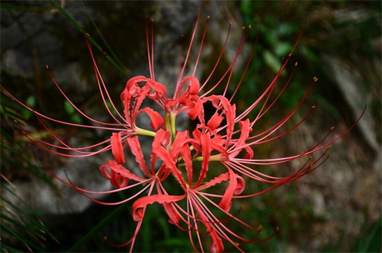 花叶永不相见是什么花