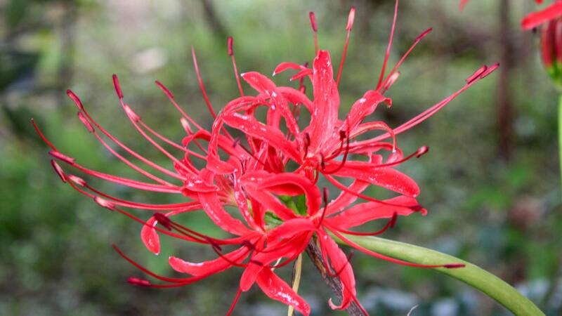 彼岸花花语